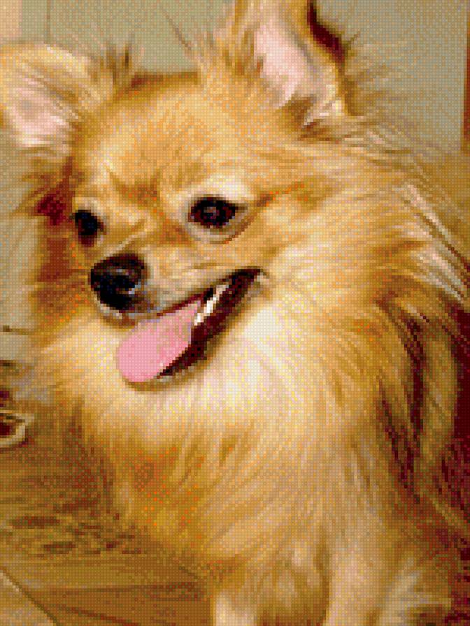 Симочка. - собака, шпиц - предпросмотр