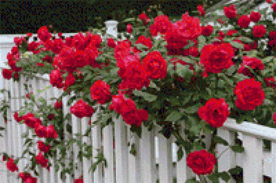 розы в палисаднике - палисадник, розы - предпросмотр