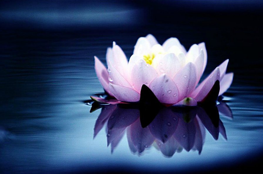 Кувшинка 1 - вода, кувшинка, цветы - оригинал