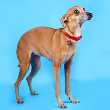 Схема вышивки «Дуся»