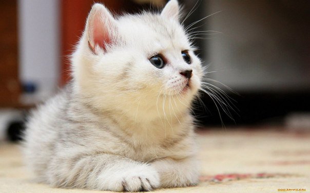 Котена - кошки, котята - оригинал