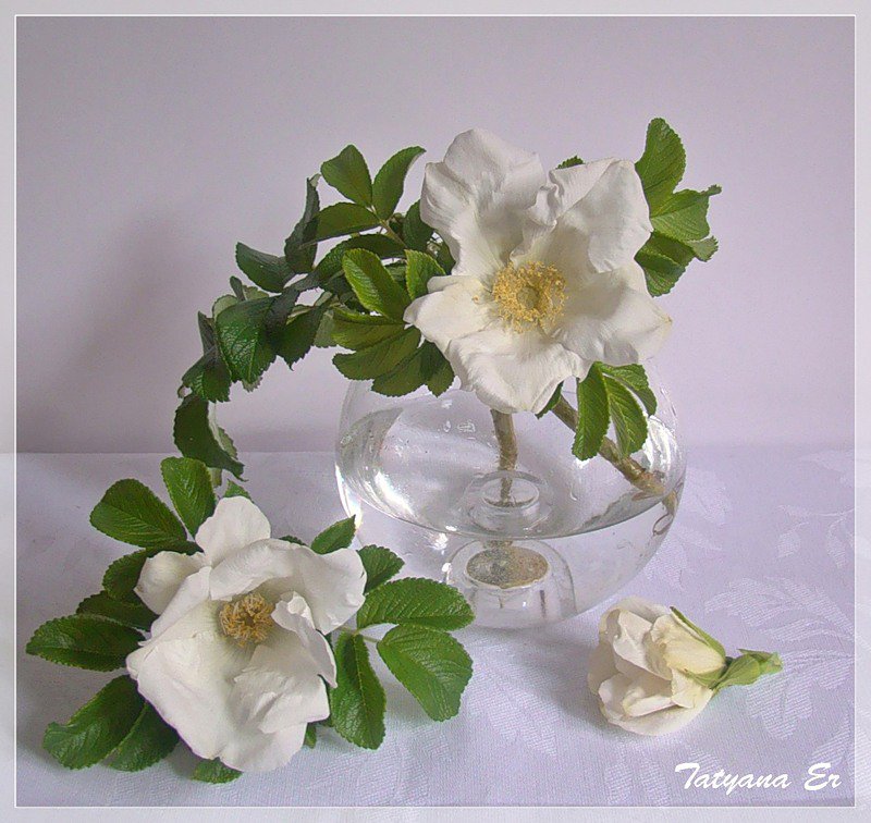 Шиповник - шиповник, цветы - оригинал