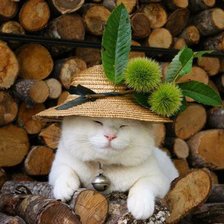 Схема вышивки «Кот в шляпке»