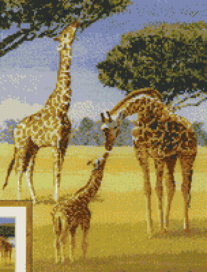 Жирафы - жираф, африка, жирафы - предпросмотр