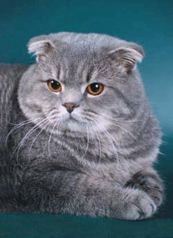 Котеночек - коты, животные - оригинал