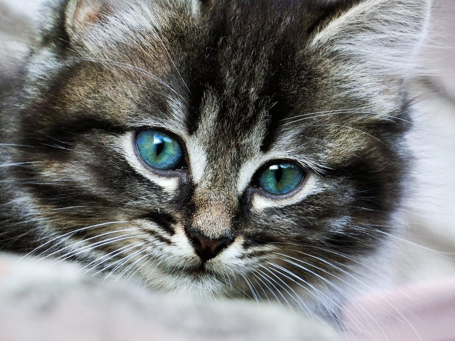 Голубые глазки - животные, коты - оригинал