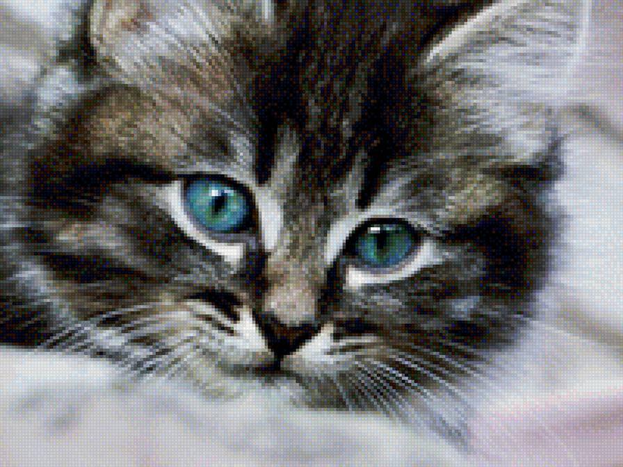 Голубые глазки - коты, животные - предпросмотр