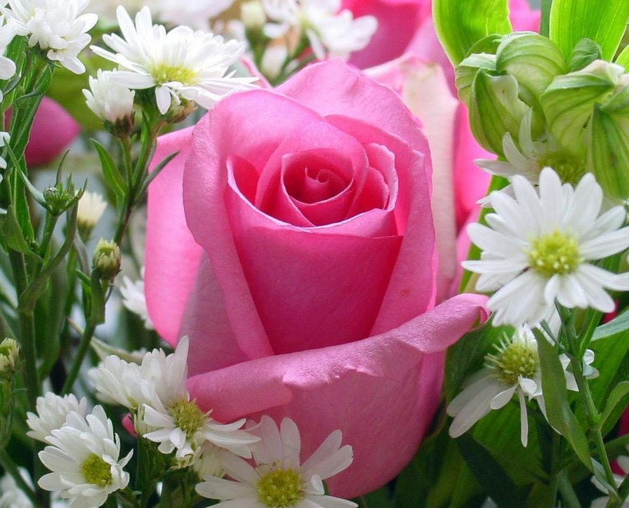 Роза с ромашками - роза, ромашки - оригинал