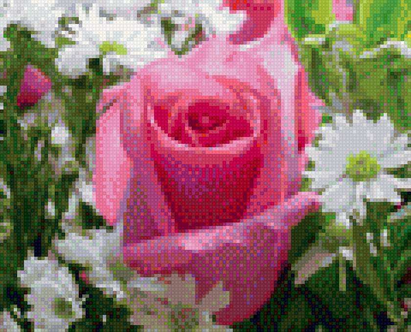 Роза с ромашками - роза, ромашки - предпросмотр