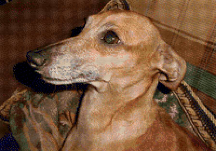 Дуся - дуся, собака, левретка - предпросмотр