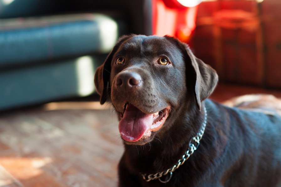 Дарья - оригинал