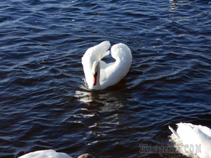 Лебедь на волнах - синева, лебедь, вода - оригинал