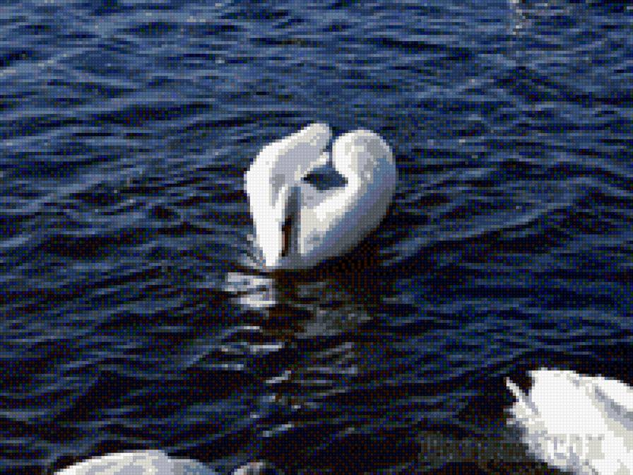 Лебедь на волнах - синева, лебедь, вода - предпросмотр