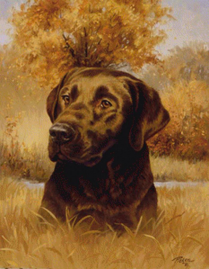 Лабр киров 100 - предпросмотр