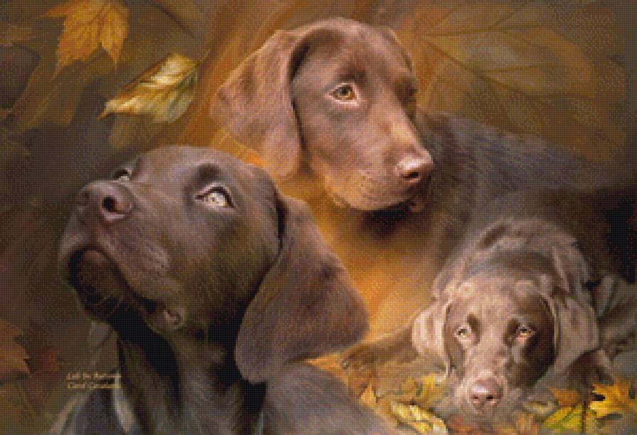 Жизнь лабрадора - лабрадор - предпросмотр