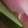 Предпросмотр схемы вышивки «тюльпаны на атласе» (№1111836)