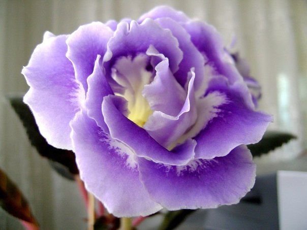 цветочек - оригинал