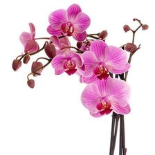 Схема вышивки «нежные орхидеи»