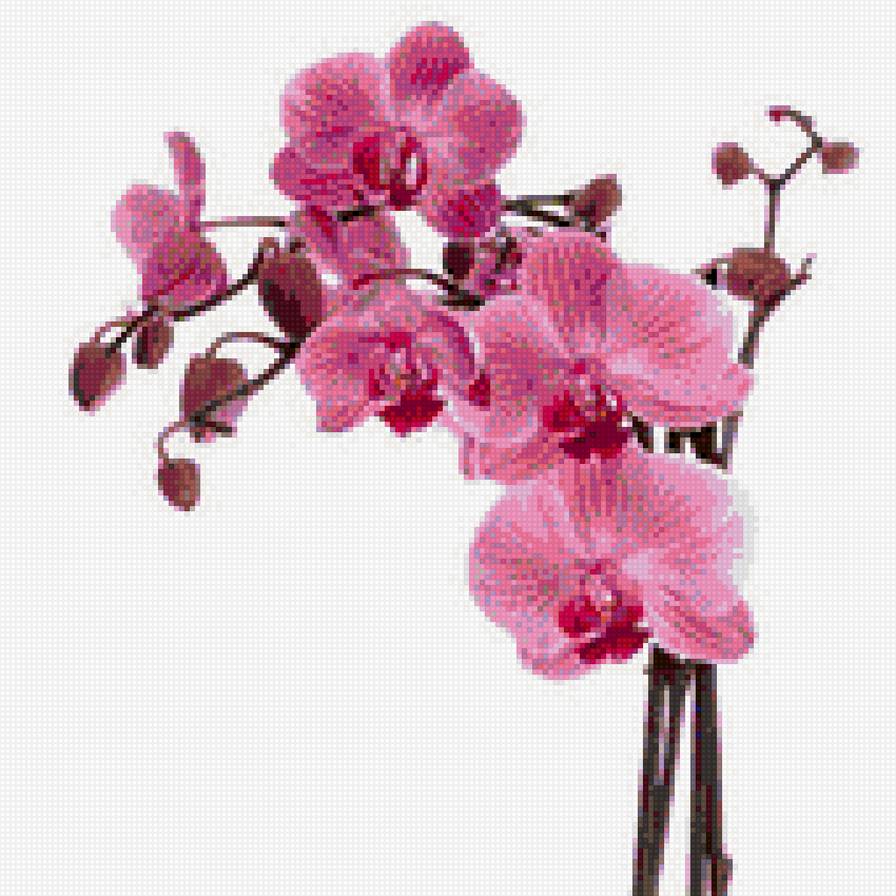 нежные орхидеи - нежность, цветы, орхидеи - предпросмотр