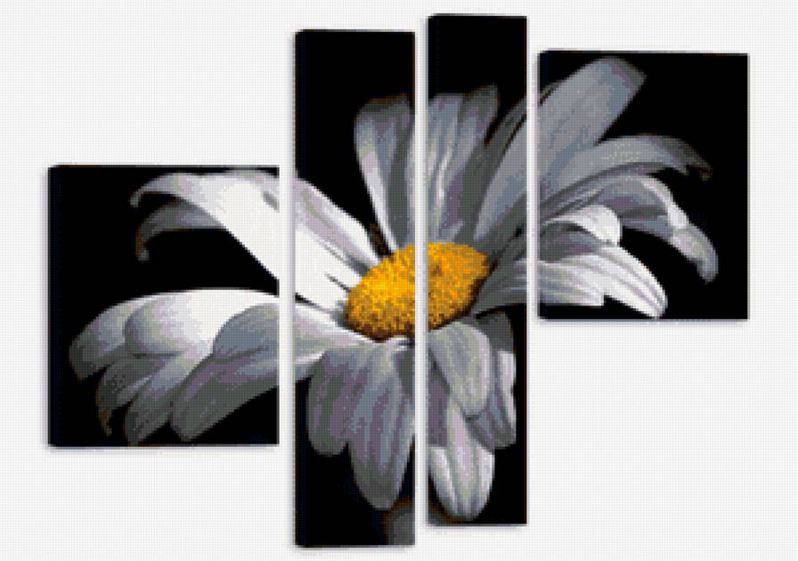 Ромашка - ромашка, цветы, поллиптих, черно-белая - предпросмотр
