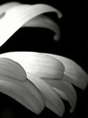 часть 1 - цветы, черно-белая, полиптих, ромашка - оригинал