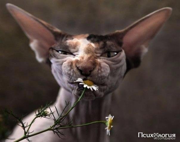 кот с ромашкой - животные, кот - оригинал