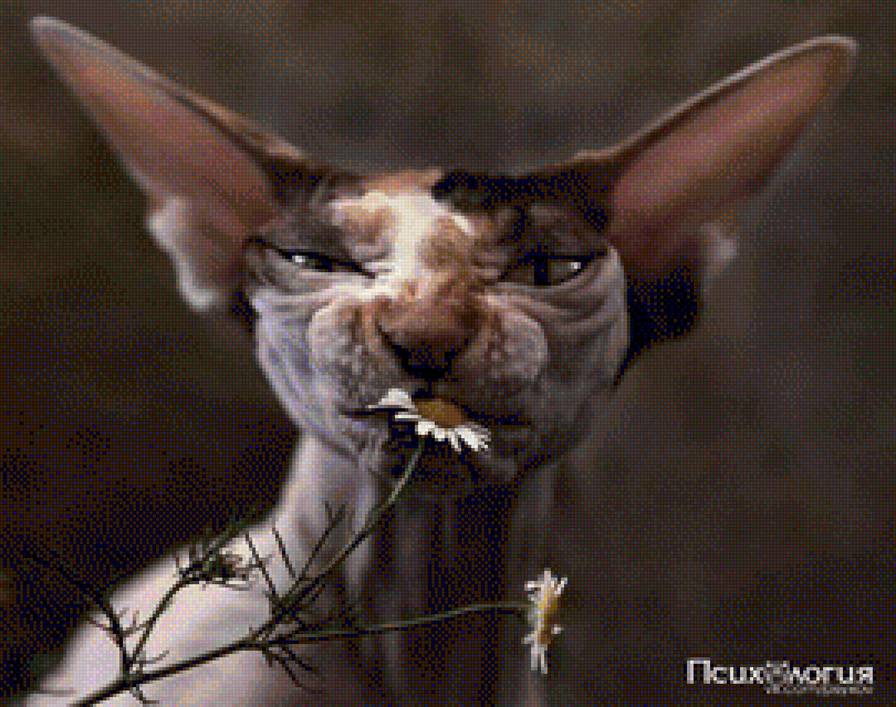 кот с ромашкой - животные, кот - предпросмотр