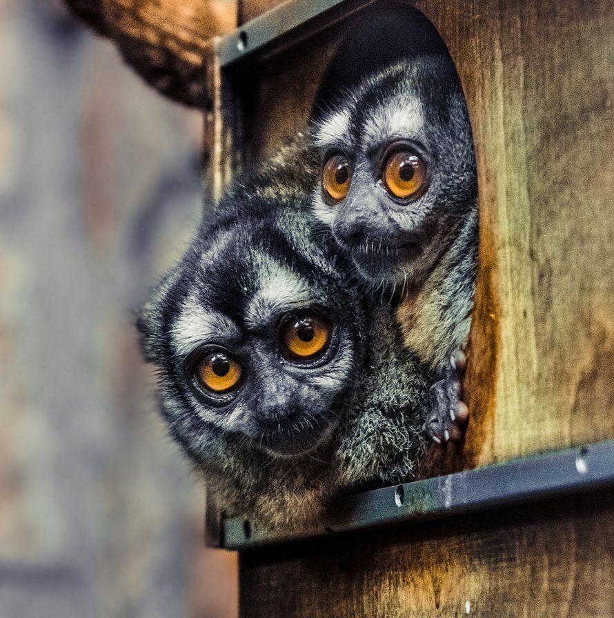 лемур - оригинал