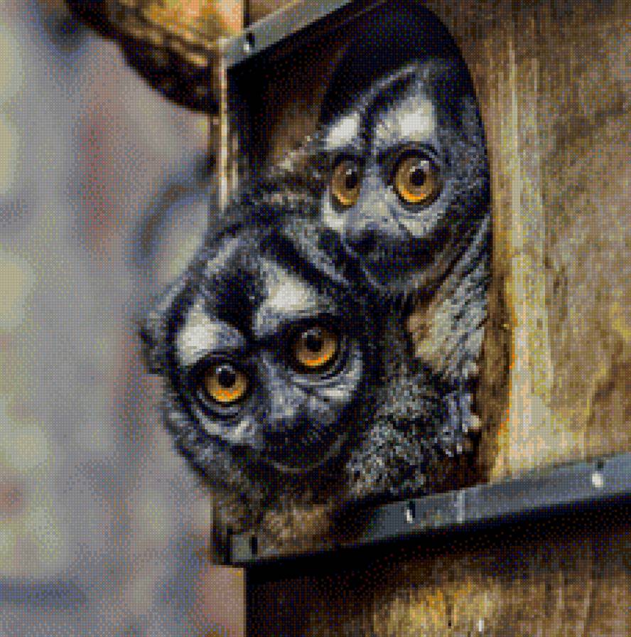 лемуры - предпросмотр