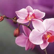 Оригинал схемы вышивки «орхидея» (№1112927)