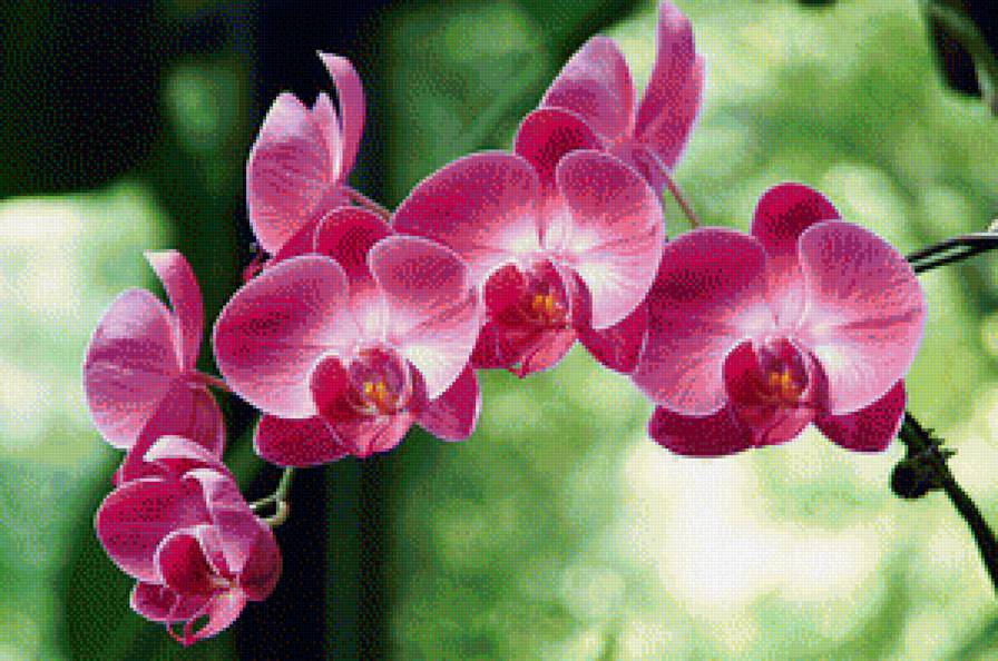 орхидея - цветы, орхидея - предпросмотр