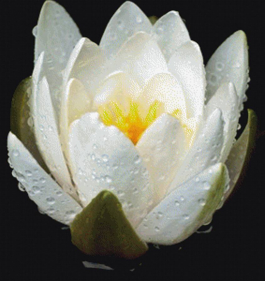 Лотос - лотос, цветы, природа - предпросмотр