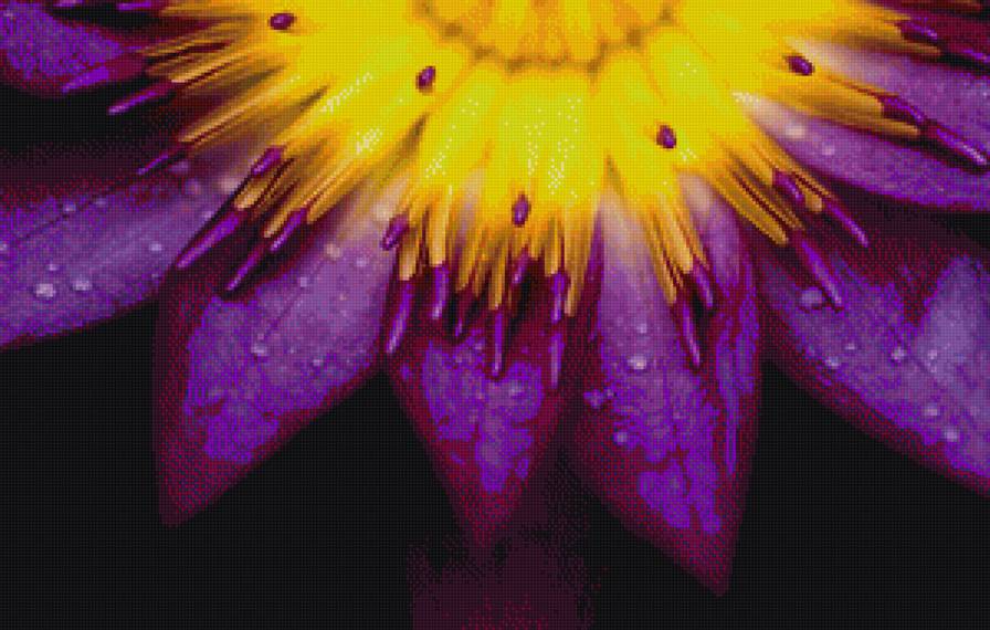 лотос - природа, цветы, лотос - предпросмотр