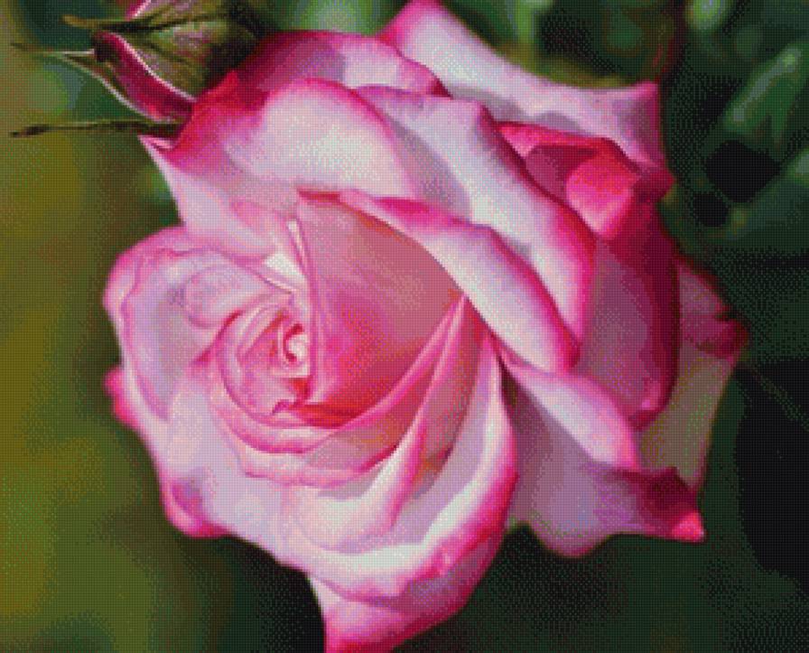 Роза - природа, цветы, розы - предпросмотр