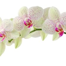 Схема вышивки «Орхидея 75»
