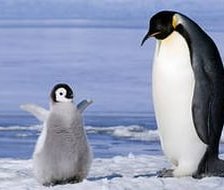 Схема вышивки «пингвинчик»