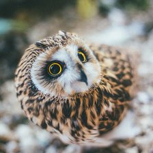 Схема вышивки «совушка (30 цветов)»