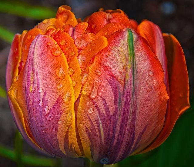 тюльпан - роса, тюльпан, цветы - оригинал