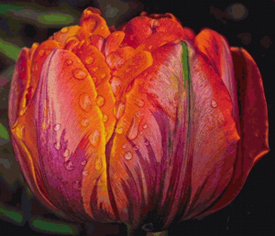 тюльпан - тюльпан, цветы, роса - предпросмотр