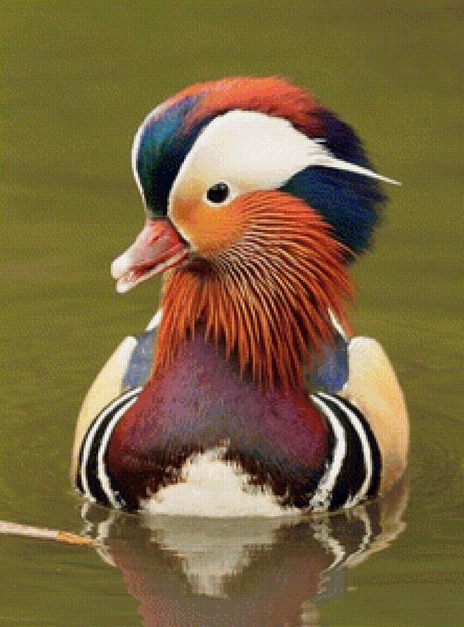 Мандаринка - пруд, уточка - предпросмотр