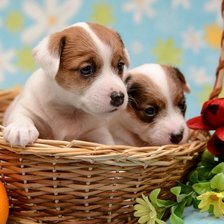 Схема вышивки «№1115341»