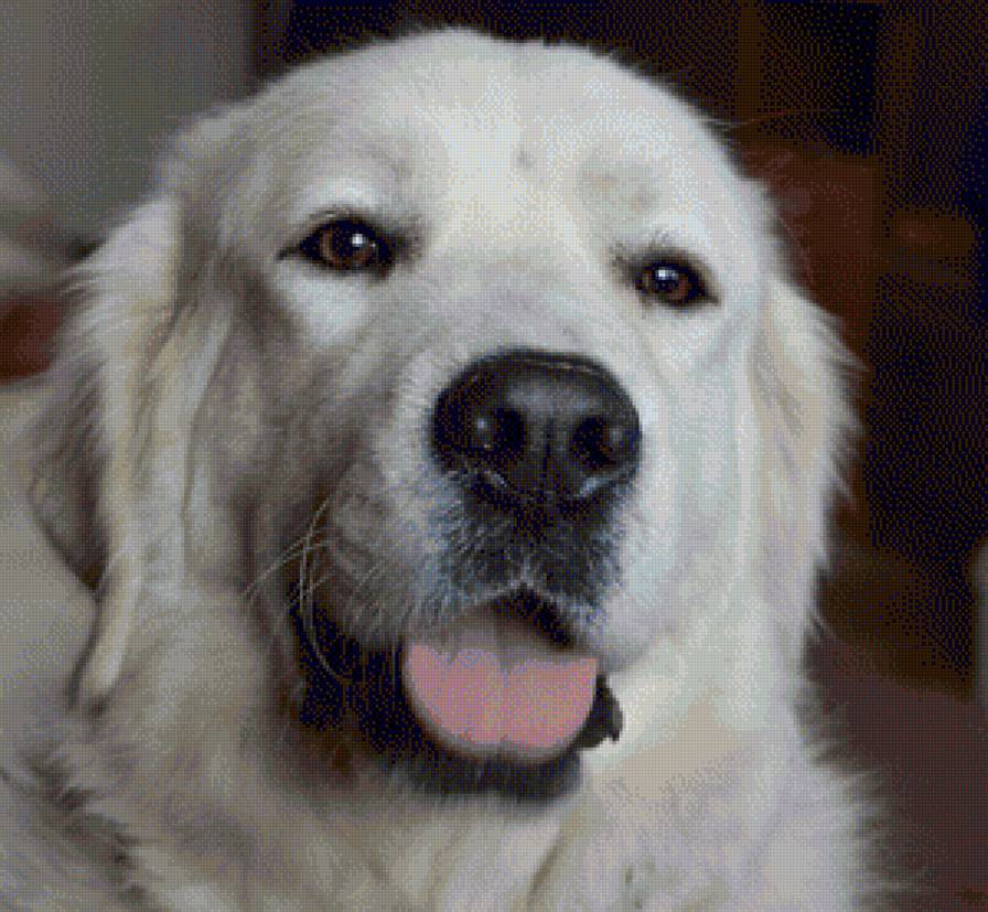 Nika - подгалянская овчарка собаки - предпросмотр