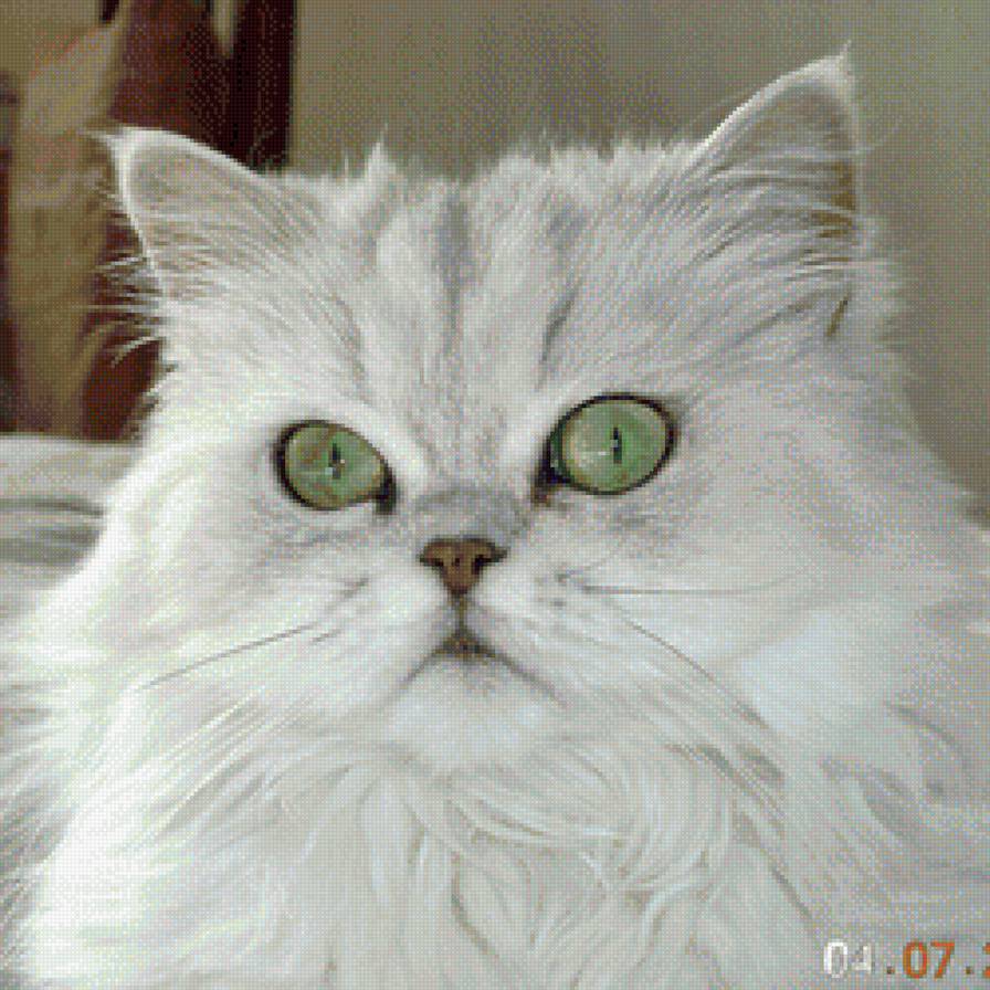 Маська - зеленоглазая, персидская, кошка, белая - предпросмотр