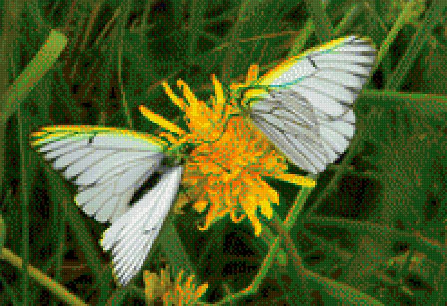 Бабочки - лето, одуванчик, бабочки - предпросмотр