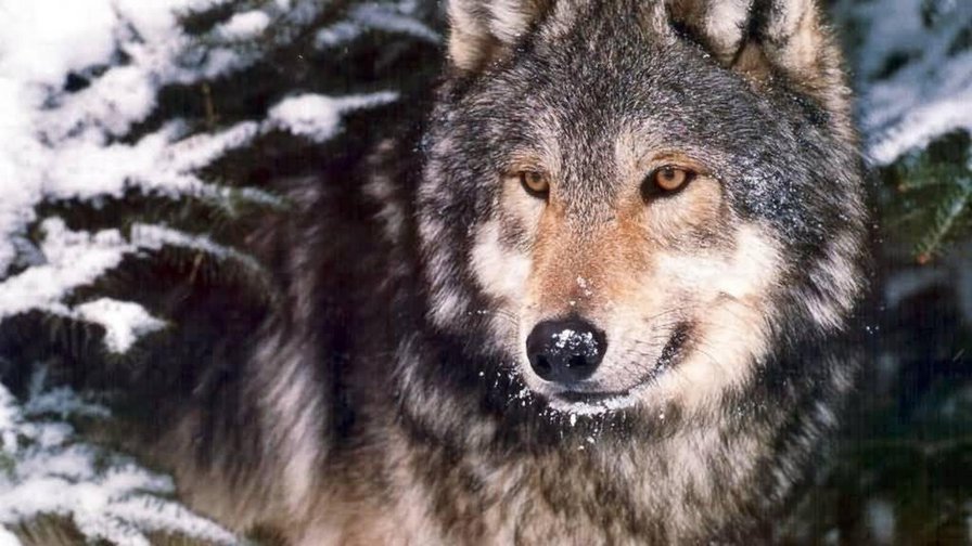 зимний волк - волк, зима, лес - оригинал