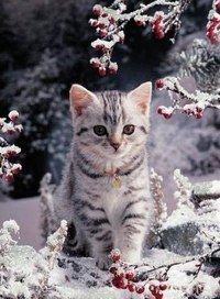 Котенок - рябина, зима, кот - оригинал