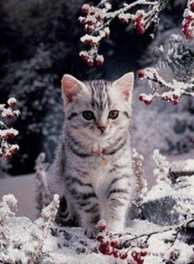 Котенок - кот, рябина, зима - предпросмотр