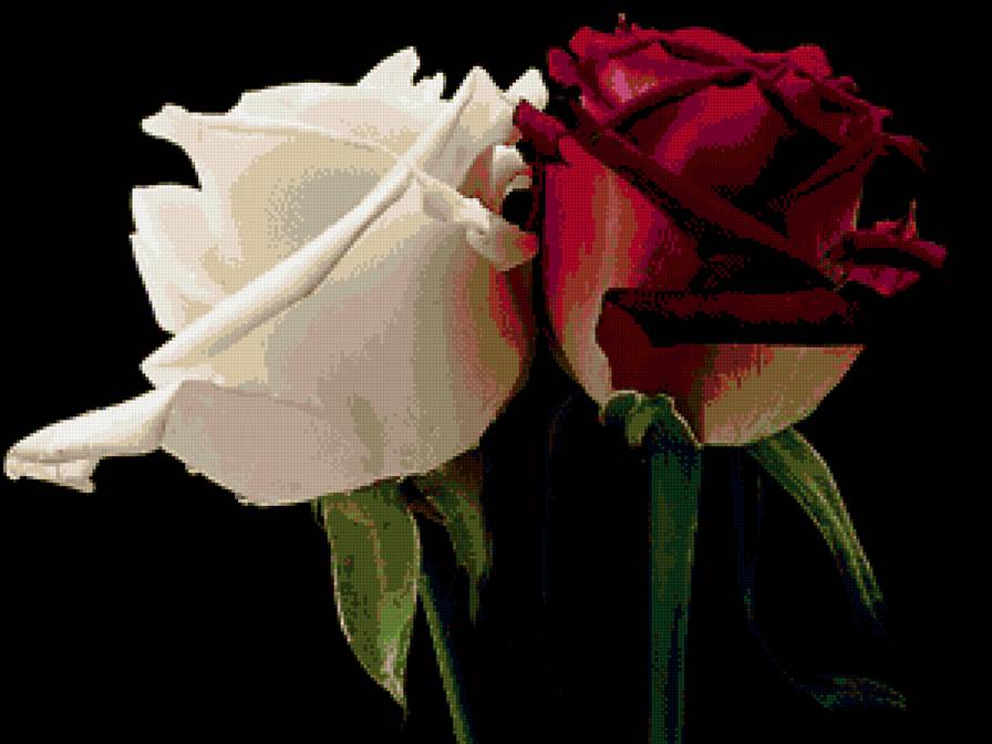 розы в темноте - цветы - предпросмотр