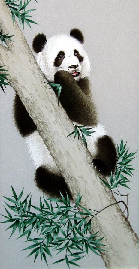 Панда - животные - оригинал