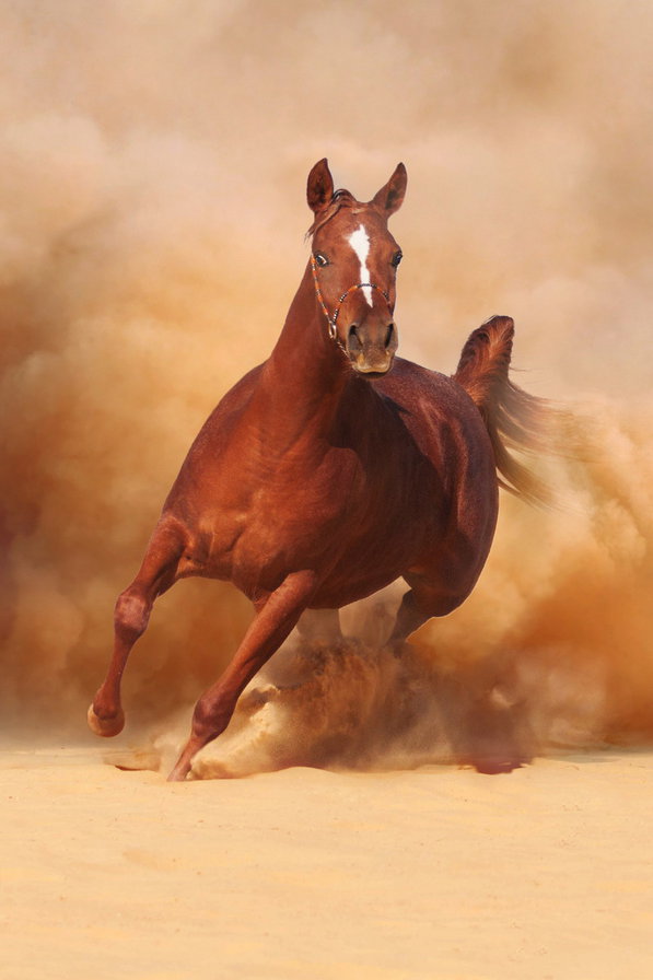 Арабская лошадь - животные, лошади - оригинал